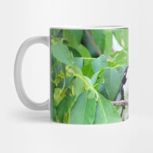 Male Rose-breasted Grosbeak Perched In A Bush Mug